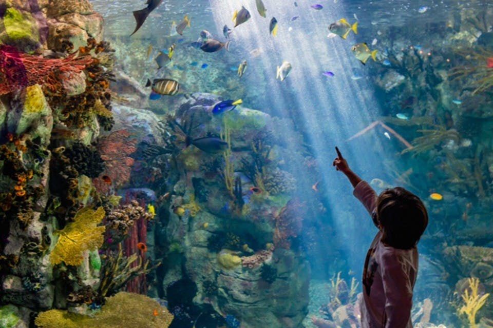 Birch Aquarium: Entry Ticket - Photo 1 of 5